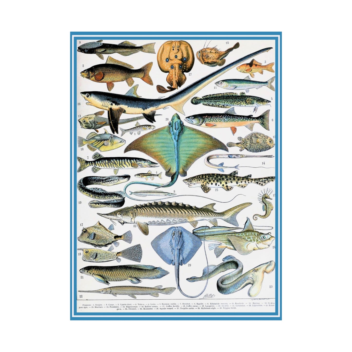 Aquatic Life Poster