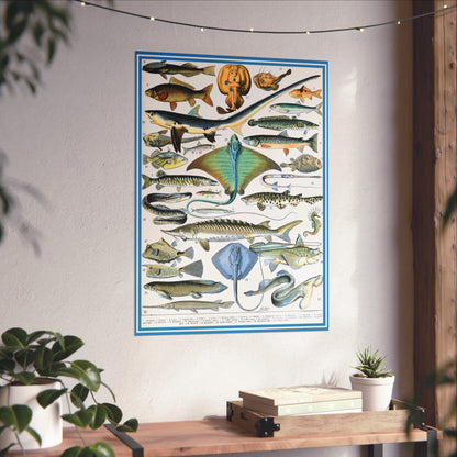 Aquatic Life Poster